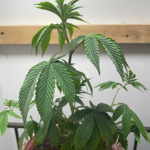 Plant A growlog photo: Feb 24th veg stage. Fungus gnats gone but plants are droopy so no added water let dry out. 