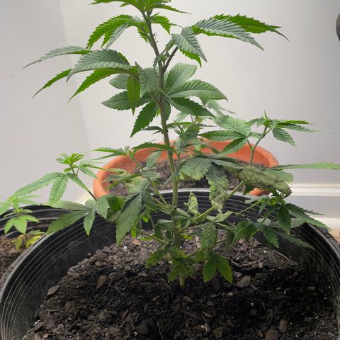 Plant A growlog photo: Feb. 26th veg stage. Transplanted plants last night due to this plant looking completely dropped. Completely fixed it overnight!! Still a little droop but will be able to salvage. Fungus gnats are back. 