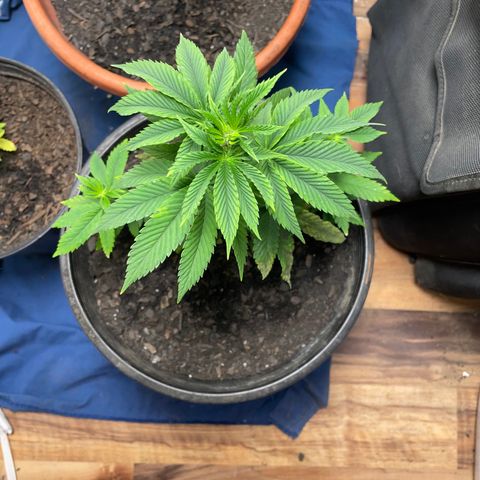 Plant A growlog photo: Feb. 26th veg stage. Transplanted plants last night due to this plant looking completely dropped. Completely fixed it overnight!! Still a little droop but will be able to salvage. Fungus gnats are back. 