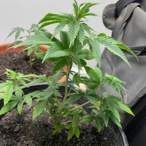 Plant A growlog photo: Feb. 26th veg stage . Cut dead leaves and checked for any yellow leaves to remove. One day after transplanting! 