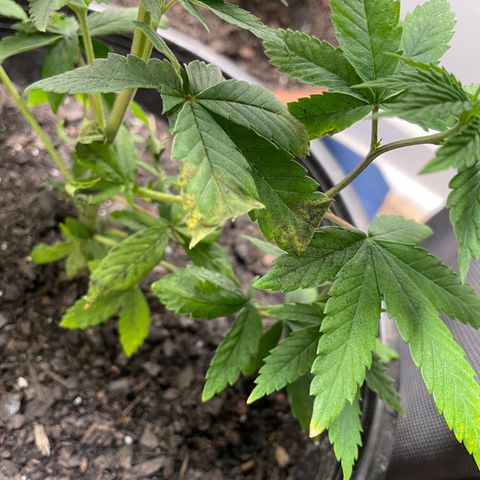 Plant A growlog photo: Feb. 26th veg stage . Cut dead leaves and checked for any yellow leaves to remove. One day after transplanting! 