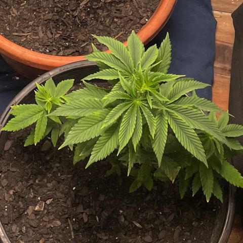 Plant A growlog photo: Feb. 26th veg stage . Cut dead leaves and checked for any yellow leaves to remove. One day after transplanting! 