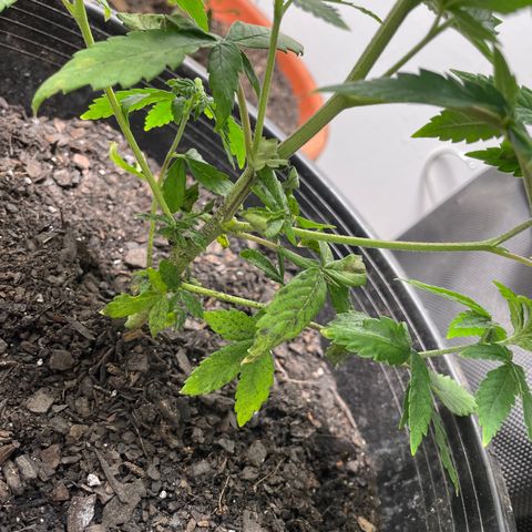 Plant A growlog photo: Feb. 26th veg stage . Cut dead leaves and checked for any yellow leaves to remove. One day after transplanting! 