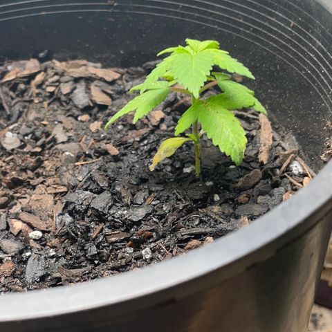 Plant C growlog photo: Feb 12th veg stage
