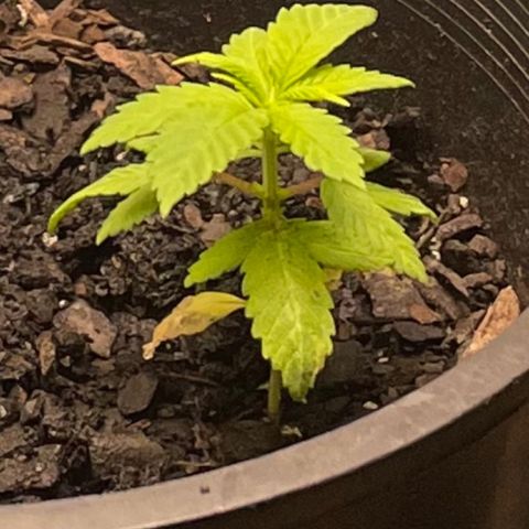 Plant C growlog photo: Feb 13th veg stage