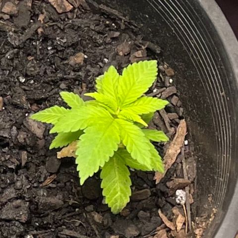 Plant C growlog photo: Feb 13th veg stage