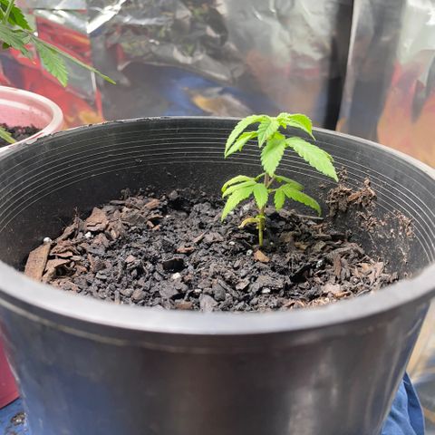 Plant C growlog photo: Feb 20th veg stage, neem oil and 3% hydrogen peroxide solution sprayed due to fungus gnats. 