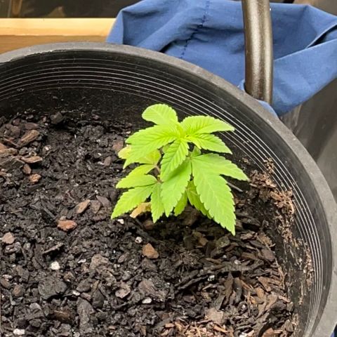 Plant C growlog photo: Feb 20th veg stage, neem oil and 3% hydrogen peroxide solution sprayed due to fungus gnats. 