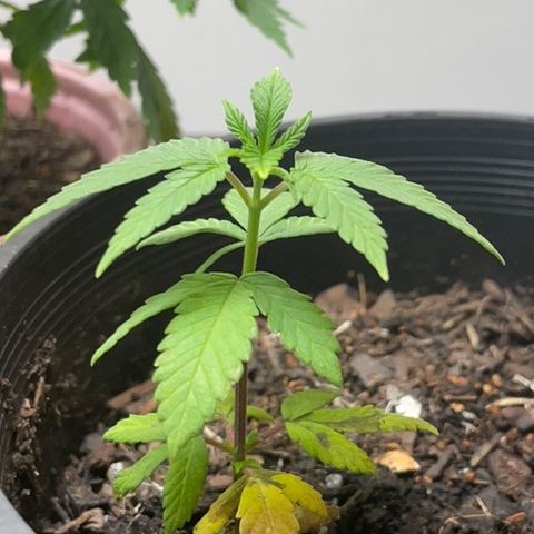 Plant C growlog photo: Feb 24th veg stage. 
