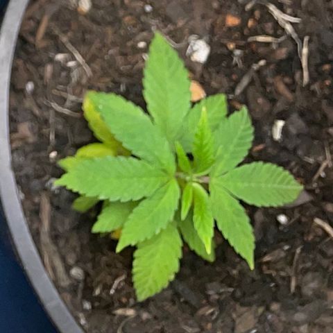 Plant C growlog photo: Feb 24th veg stage. 