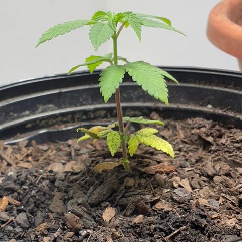 Plant C growlog photo: Feb 26th veg stage. Last night did a transplant. 
