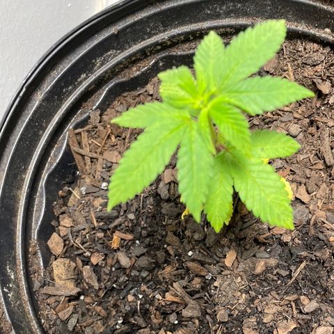 Plant C growlog photo: Feb 26th veg stage. Last night did a transplant. 