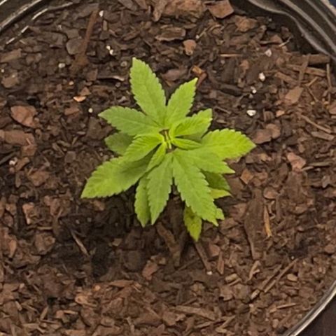 Plant C growlog photo: Feb26th veg stage. Cut off dead leaves. 
