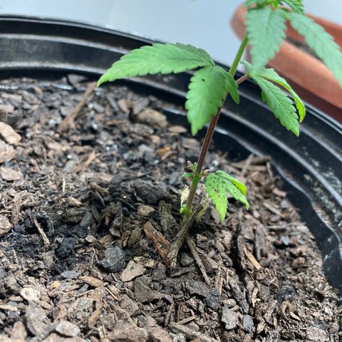 Plant C growlog photo: Feb26th veg stage. Cut off dead leaves. 