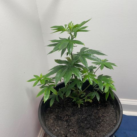 Plant A growlog timeline photo