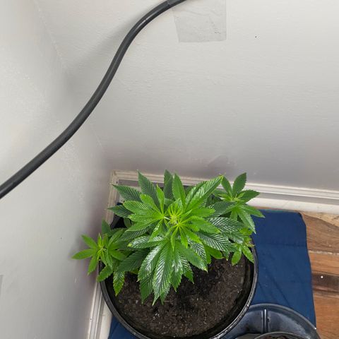 Plant A growlog timeline photo