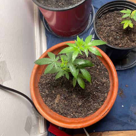 Plant B growlog timeline photo
