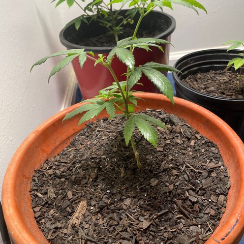 Plant B growlog timeline photo