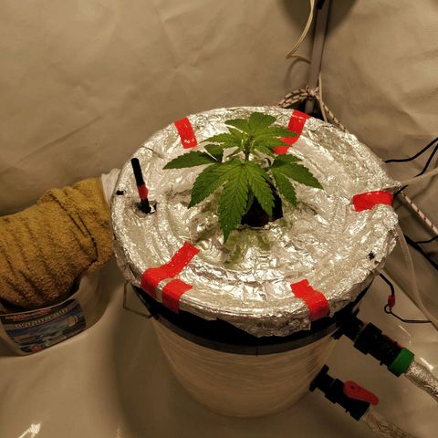 Gorilla Glue Auto growlog timeline photo