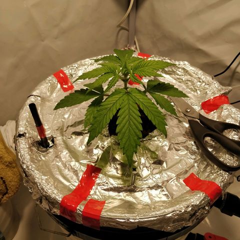 Gorilla Glue Auto growlog timeline photo