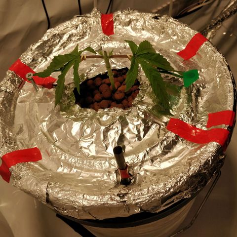 Gorilla Glue Auto growlog timeline photo