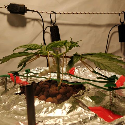 Gorilla Glue Auto growlog timeline photo
