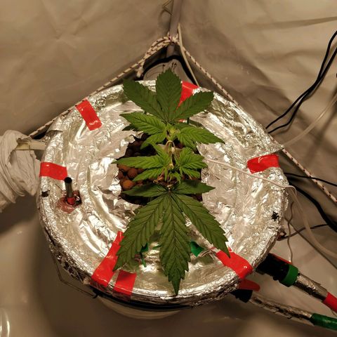 Gorilla Glue Auto growlog timeline photo