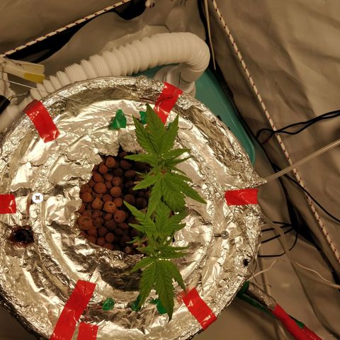 Gorilla Glue Auto growlog timeline photo
