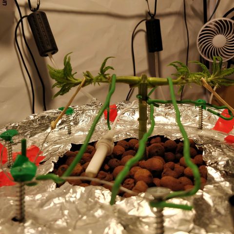 Gorilla Glue Auto growlog timeline photo