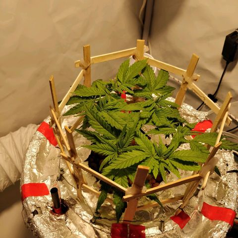 Gorilla Glue Auto growlog timeline photo