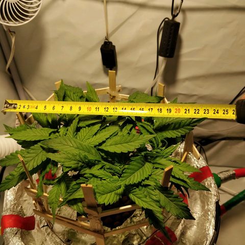 Gorilla Glue Auto growlog timeline photo