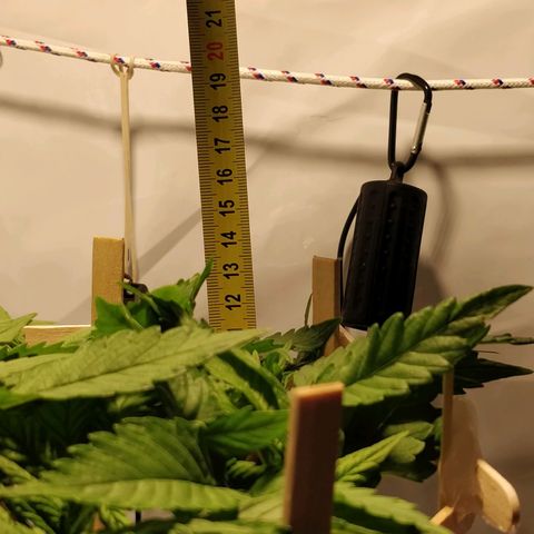 Gorilla Glue Auto growlog timeline photo