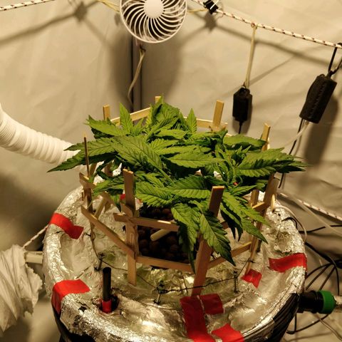 Gorilla Glue Auto growlog timeline photo