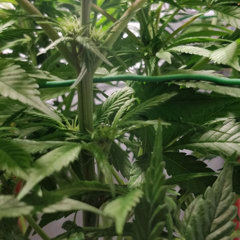 Gorilla Glue Auto growlog timeline photo