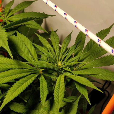 Gorilla Glue Auto growlog timeline photo