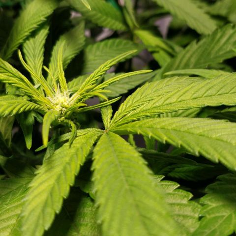 Gorilla Glue Auto growlog timeline photo