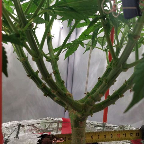 Gorilla Glue Auto growlog timeline photo