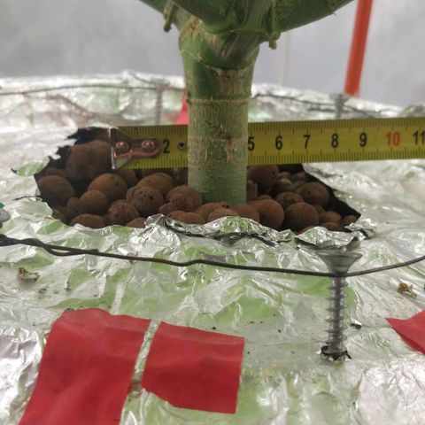 Gorilla Glue Auto growlog timeline photo