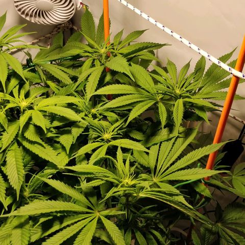 Gorilla Glue Auto growlog timeline photo