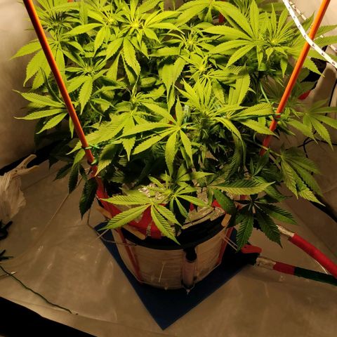 Gorilla Glue Auto growlog timeline photo