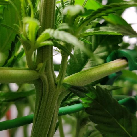 Gorilla Glue Auto growlog timeline photo