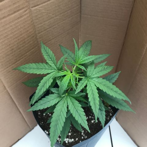Jack Herer Master growlog photo: Defoliação Vega 