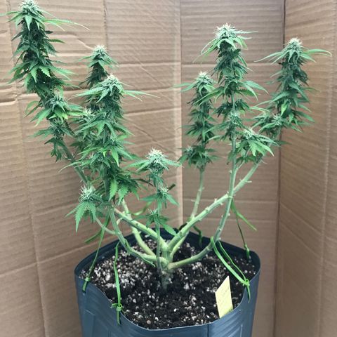 AK-47 Auto growlog photo: Defoliação Lollypoppy