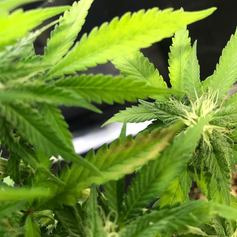 AK-47 Auto growlog photo: Sinal de OverFert, excesso de adubação 