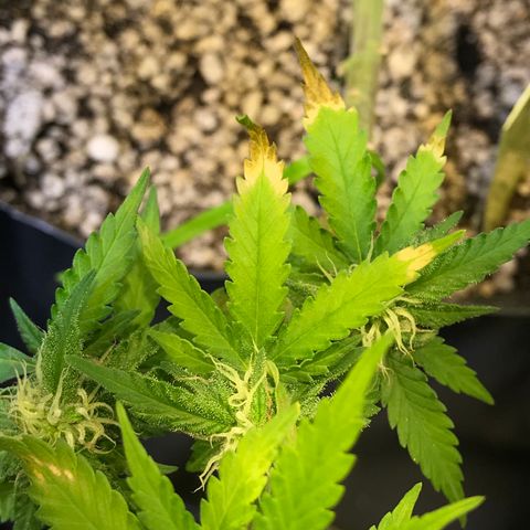 AK-47 Auto growlog photo: Sinal de OverFert, excesso de adubação 
