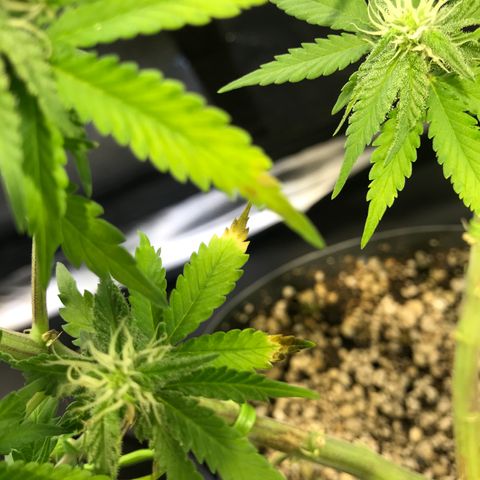 AK-47 Auto growlog photo: Sinal de OverFert, excesso de adubação 