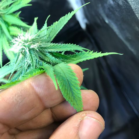 AK-47 Auto growlog photo: Sinal de OverFert, excesso de adubação 