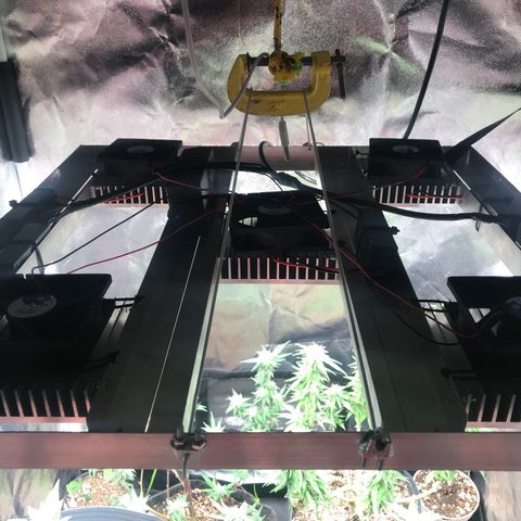 Jack Herer Master growlog photo: Novo painel citizen 250w SLU038-CRI80 by Gold Grow Leds