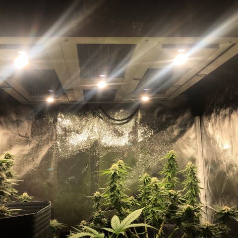 Jack Herer Master growlog timeline photo