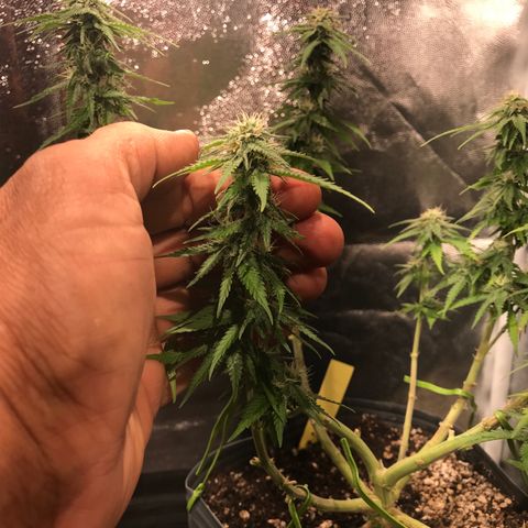 AK-47 Auto growlog photo: Floração recuperando do overfert